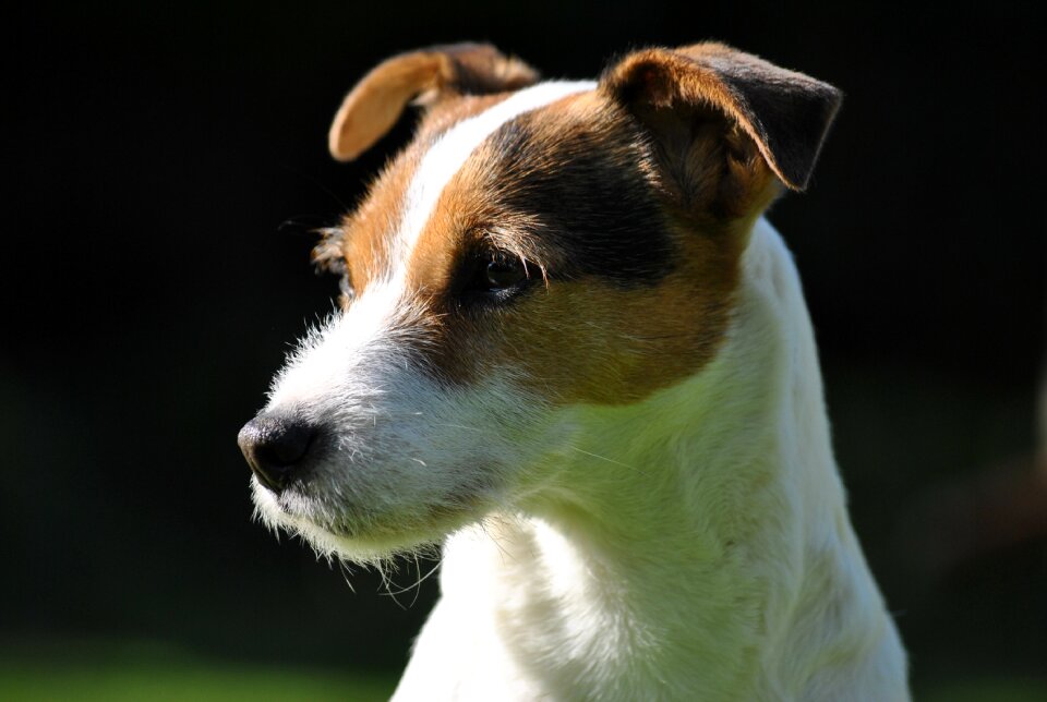 Terrier fur dog photo