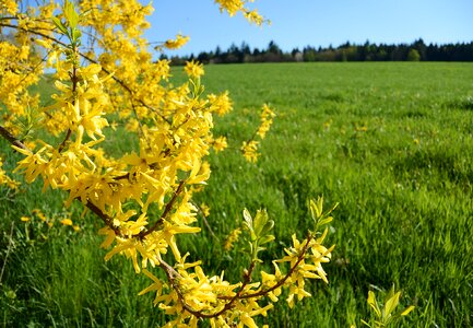 Spring gold lilac landscape