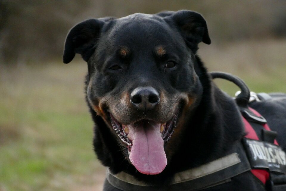 Lovely dog