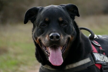 Lovely dog