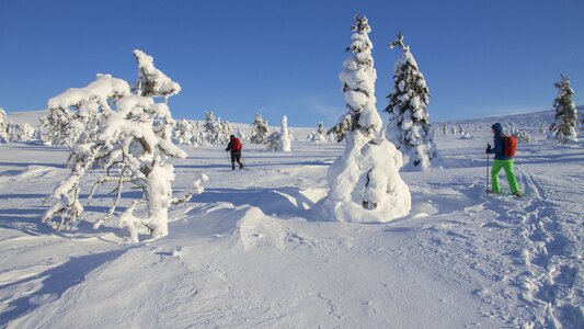 Wintry winter mood cold photo