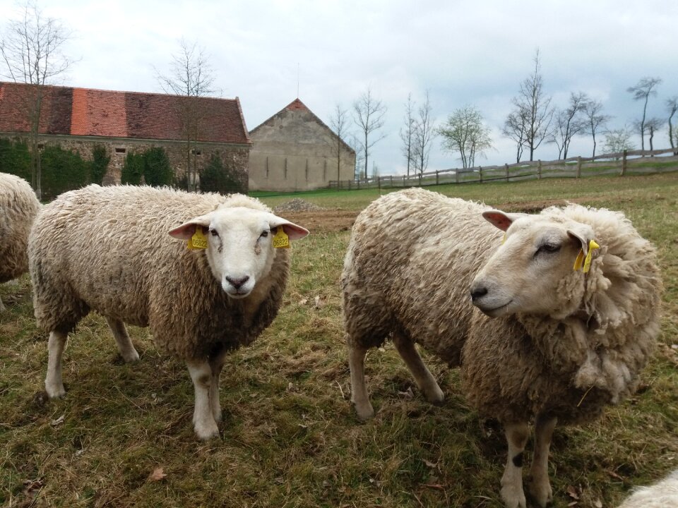 Lamb animal economy photo