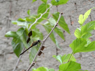 Dragonfly libelula insect