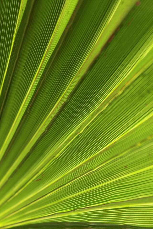 Tropical summer plant