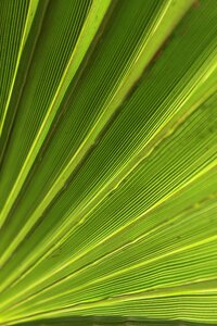 Tropical summer plant