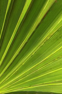 Tropical summer plant photo