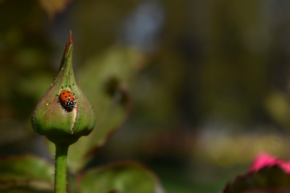Garden bug spring