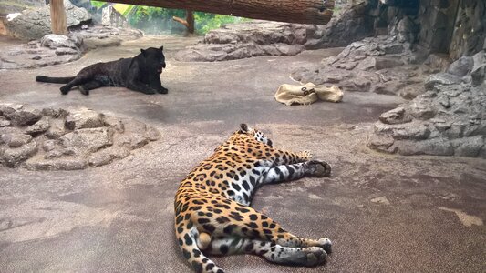Zoo wild animal sleeping photo