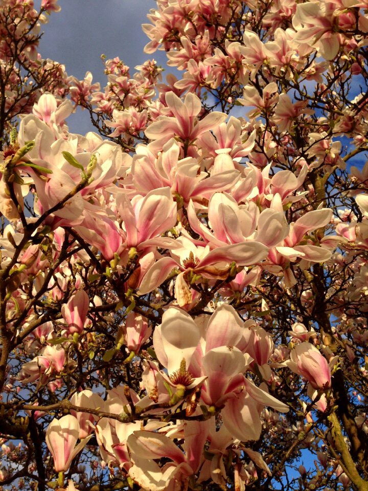 Springtime flowers floral