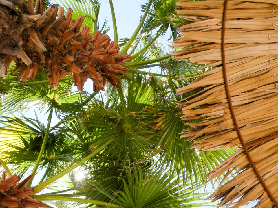 Parasol made of straw exotic leaf