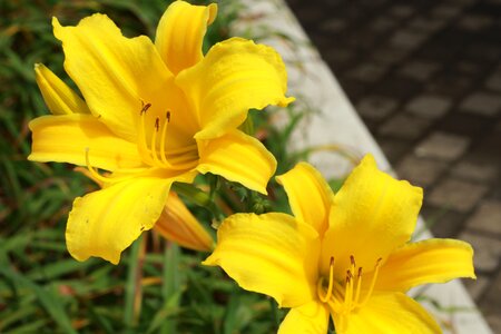 Nature flowers garden