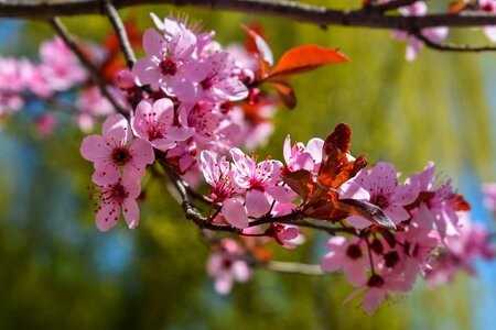 Spring pink photo