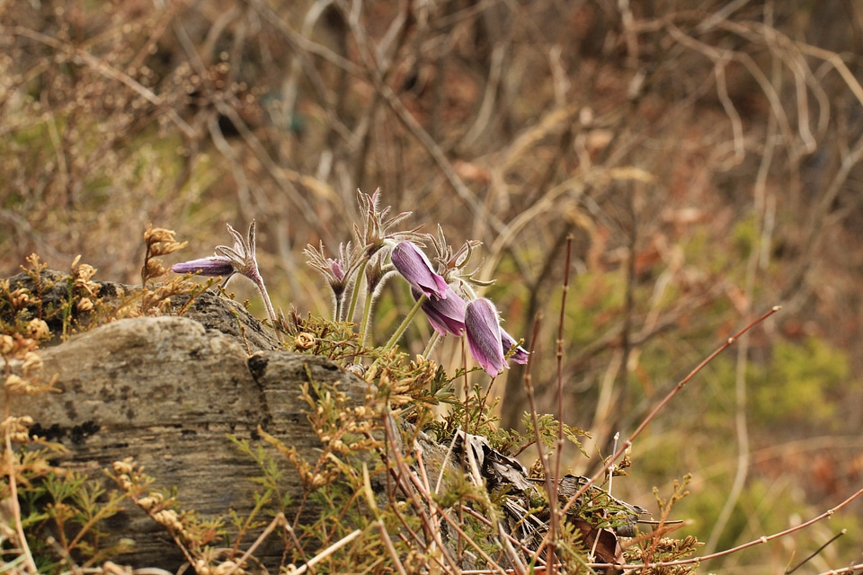 Plant natural blossom