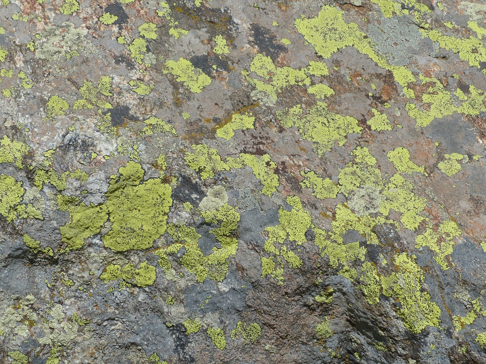 Rock fouling landkartenflechte