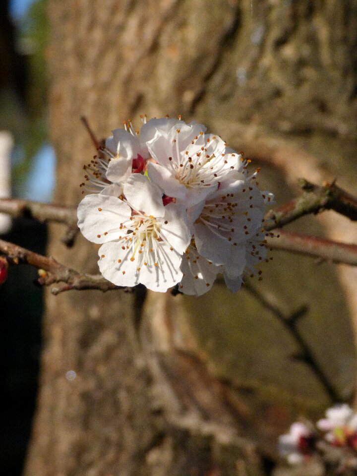 Spring branch macro