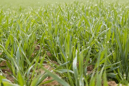 Wheat nature green