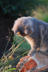 Cat grey feline
