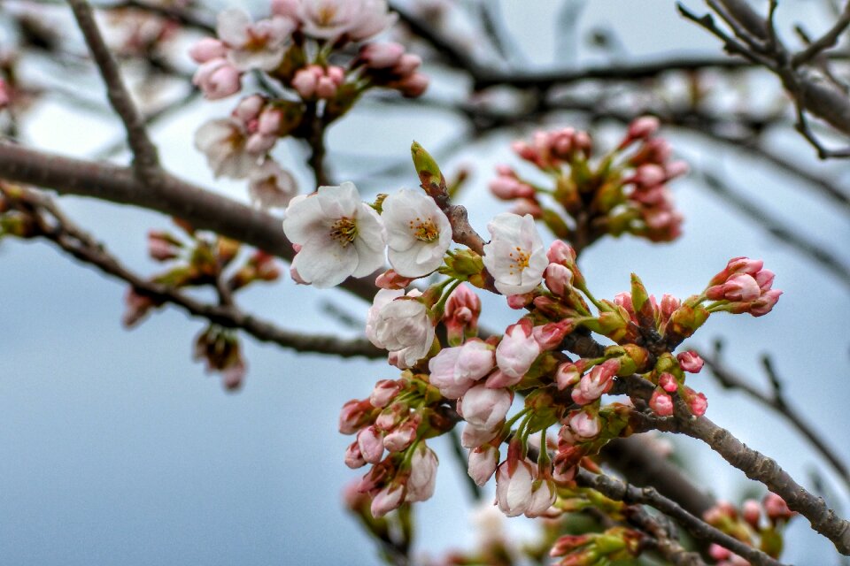 Tree cherry blossoms sakura