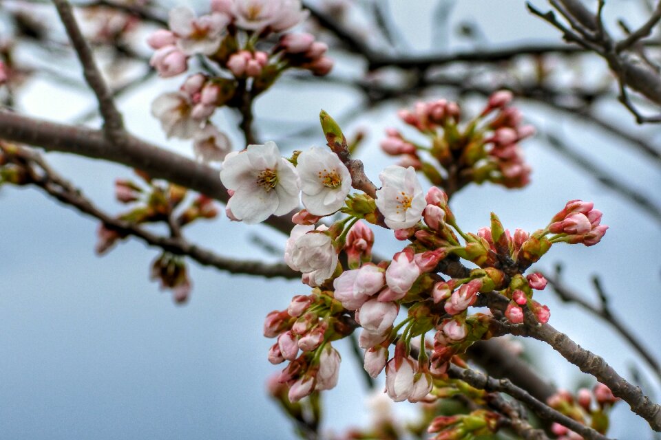 Tree cherry blossoms sakura photo