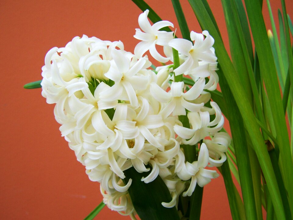 White daffodil spring flower bulbous plant