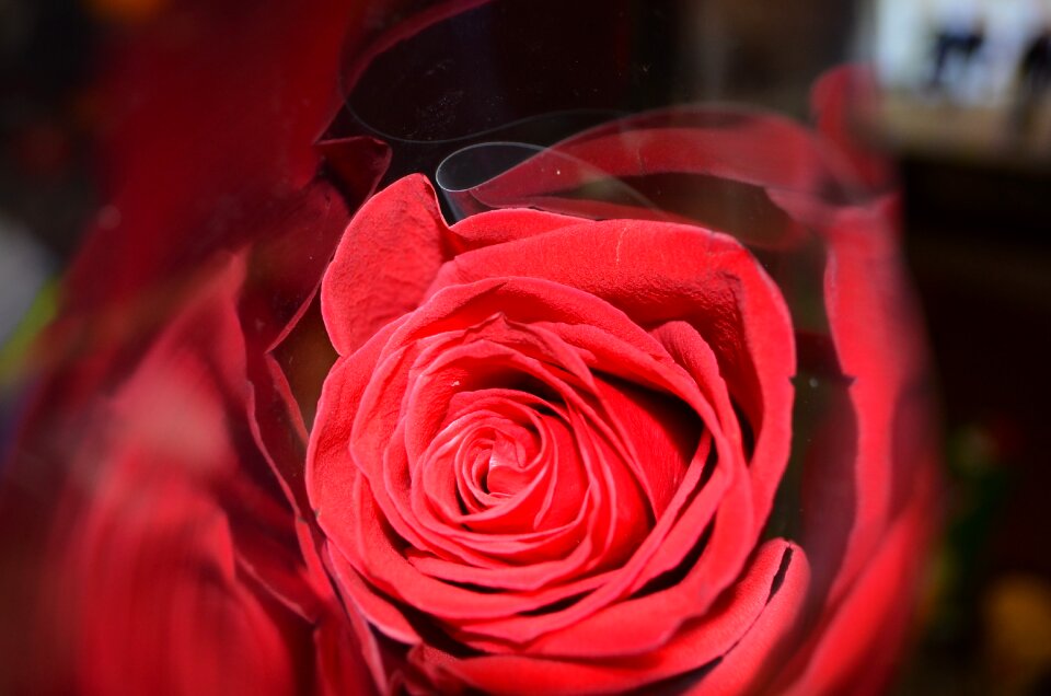 Roses beautiful flower red