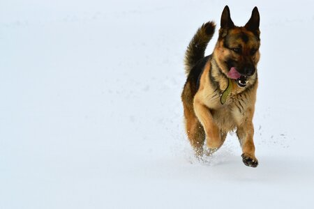 Run winter the german shepherd dog photo