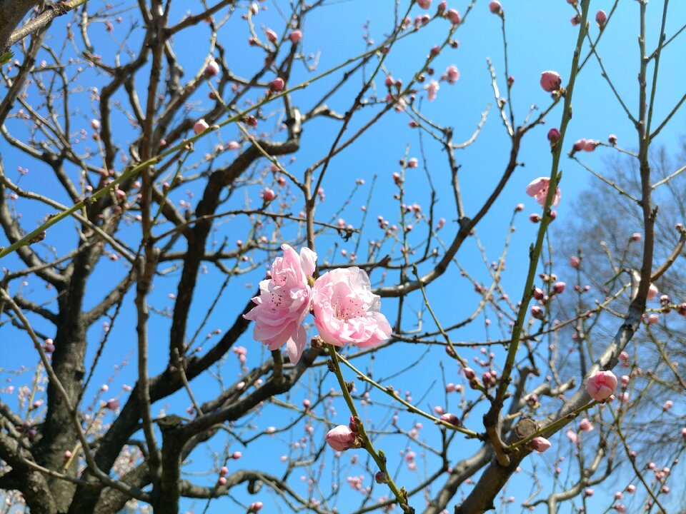 Flowers tree skyblue