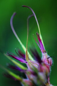 Blooming macro nature photo