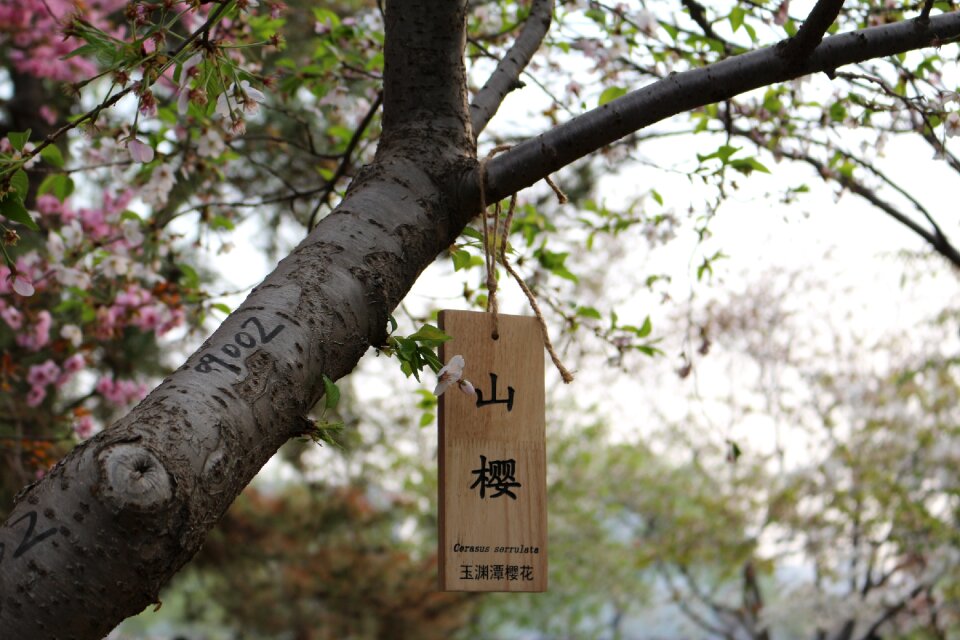 Cherry blossom outing yuyuantan