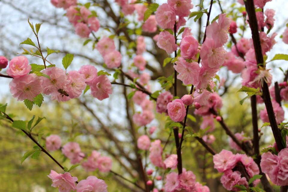 Cherry blossom outing yuyuantan