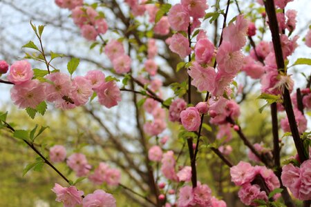 Cherry blossom outing yuyuantan photo
