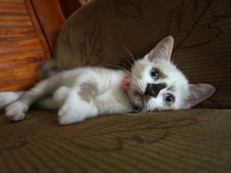 Cat animal cute