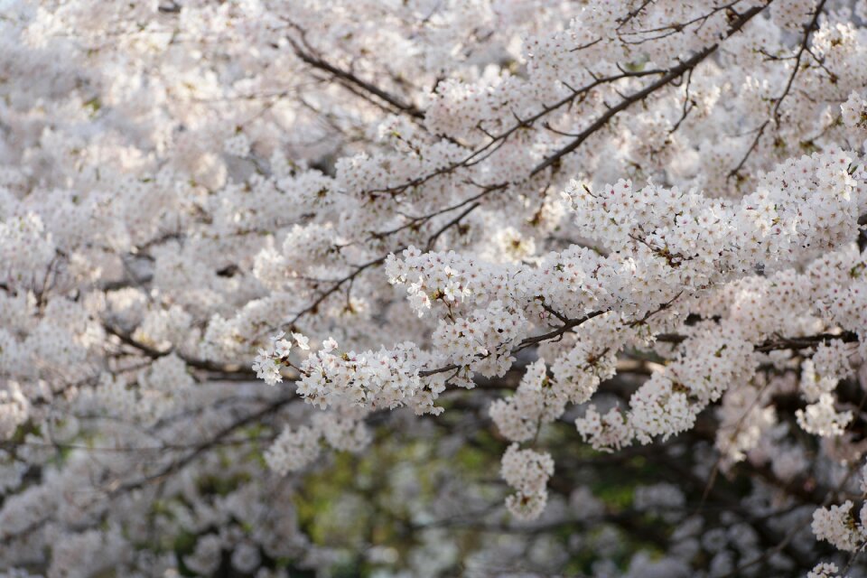 Cherry blossom flower spring
