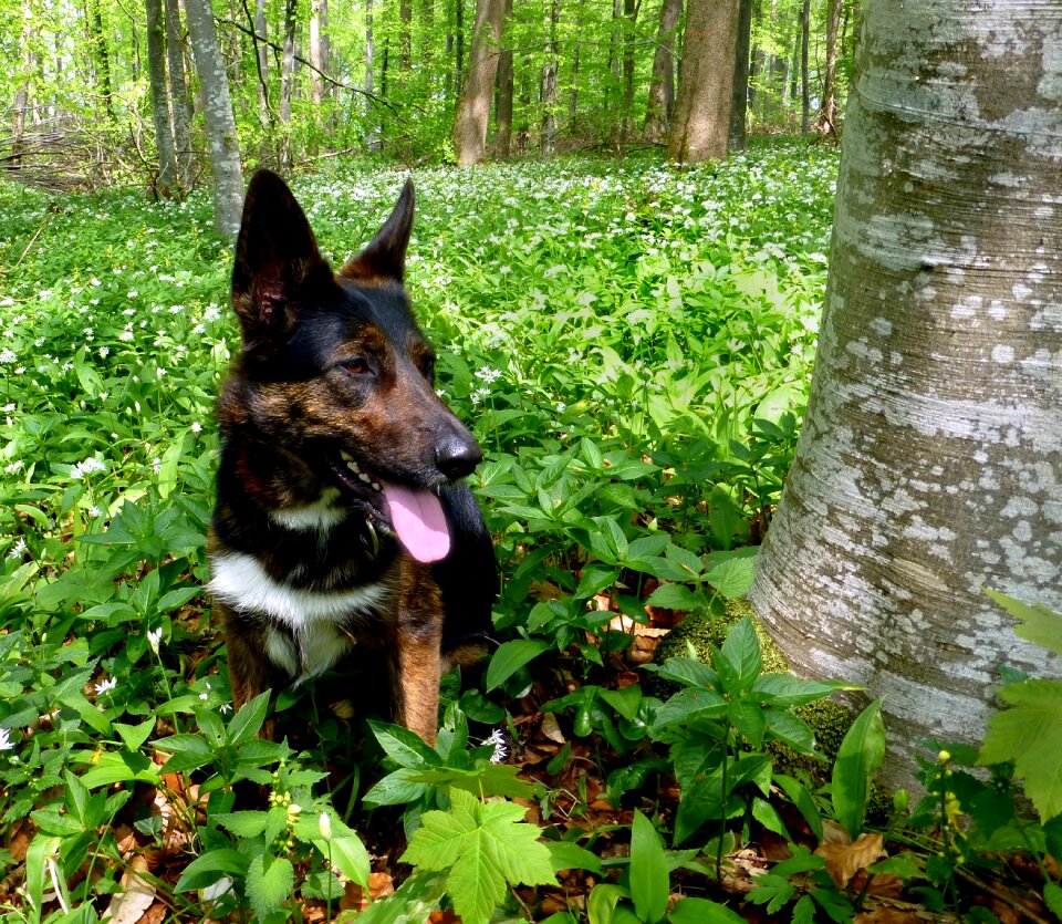 Spring dog canis lupus familiaris