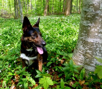 Spring dog canis lupus familiaris photo