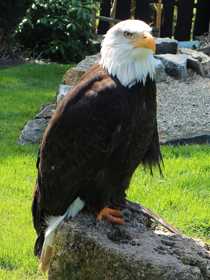 Bird bald eagle eagles waiting in detmold