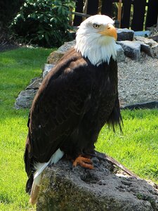 Bird bald eagle eagles waiting in detmold