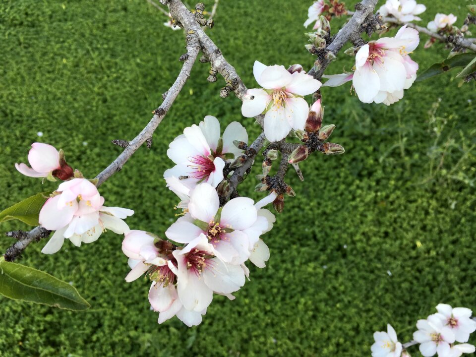 Spring pink nature photo