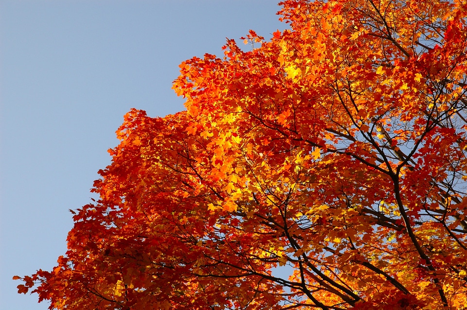 Autumn golden autumn fall colors photo