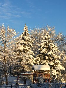 Cold december tree photo