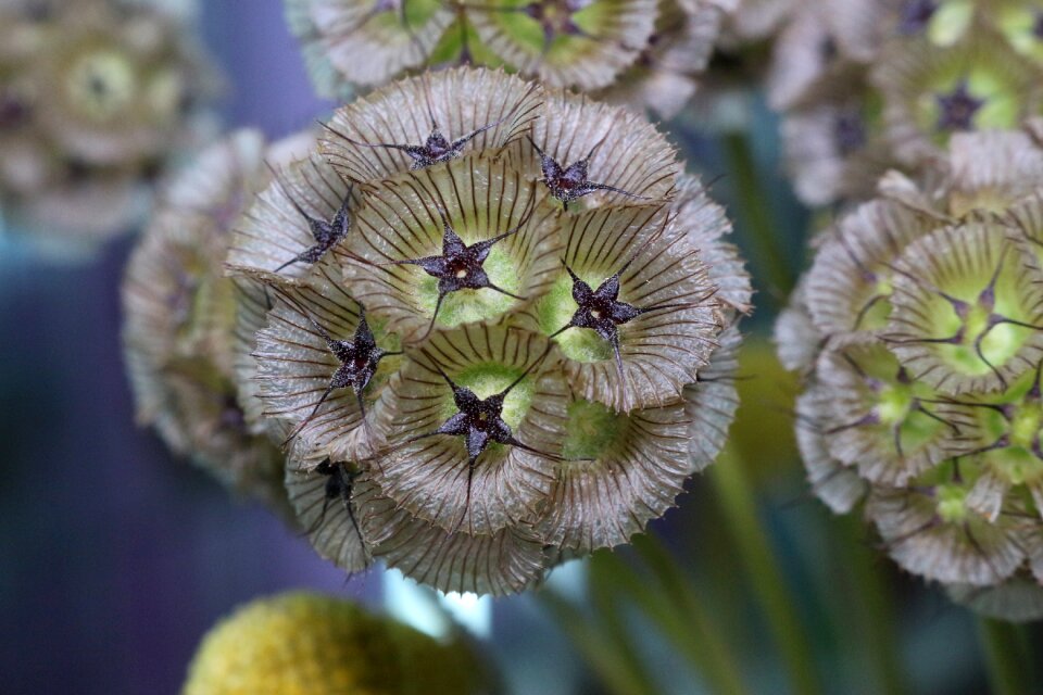Plant botany