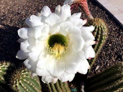 Flower desert flower spring