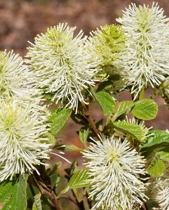 Flower blossom bloom photo