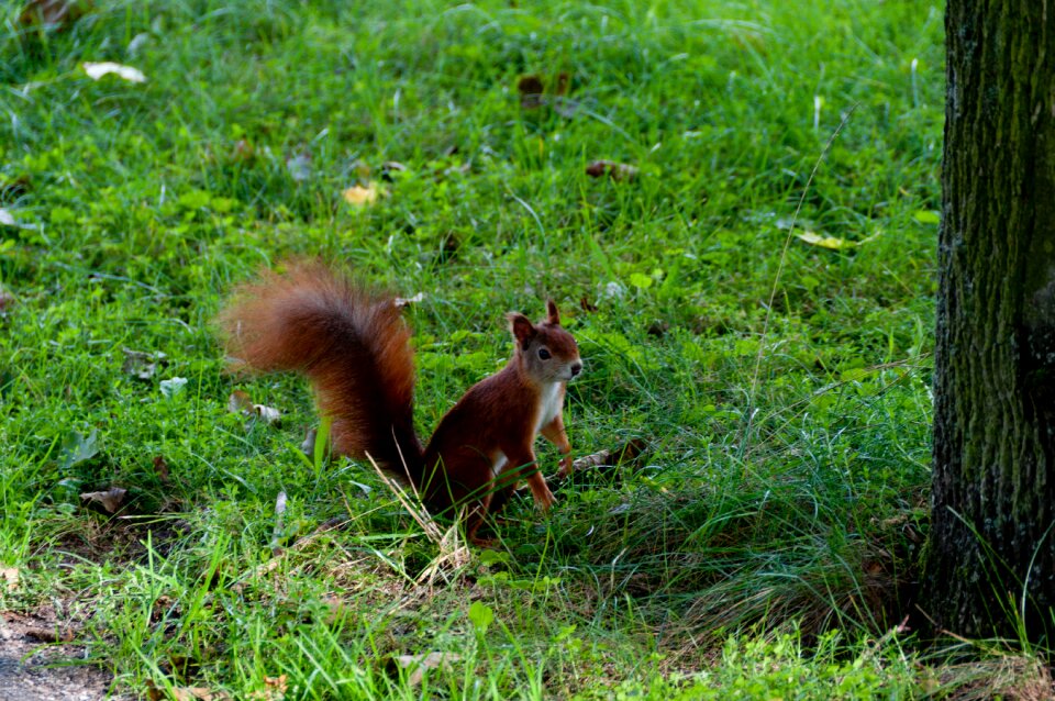Green nature rodent