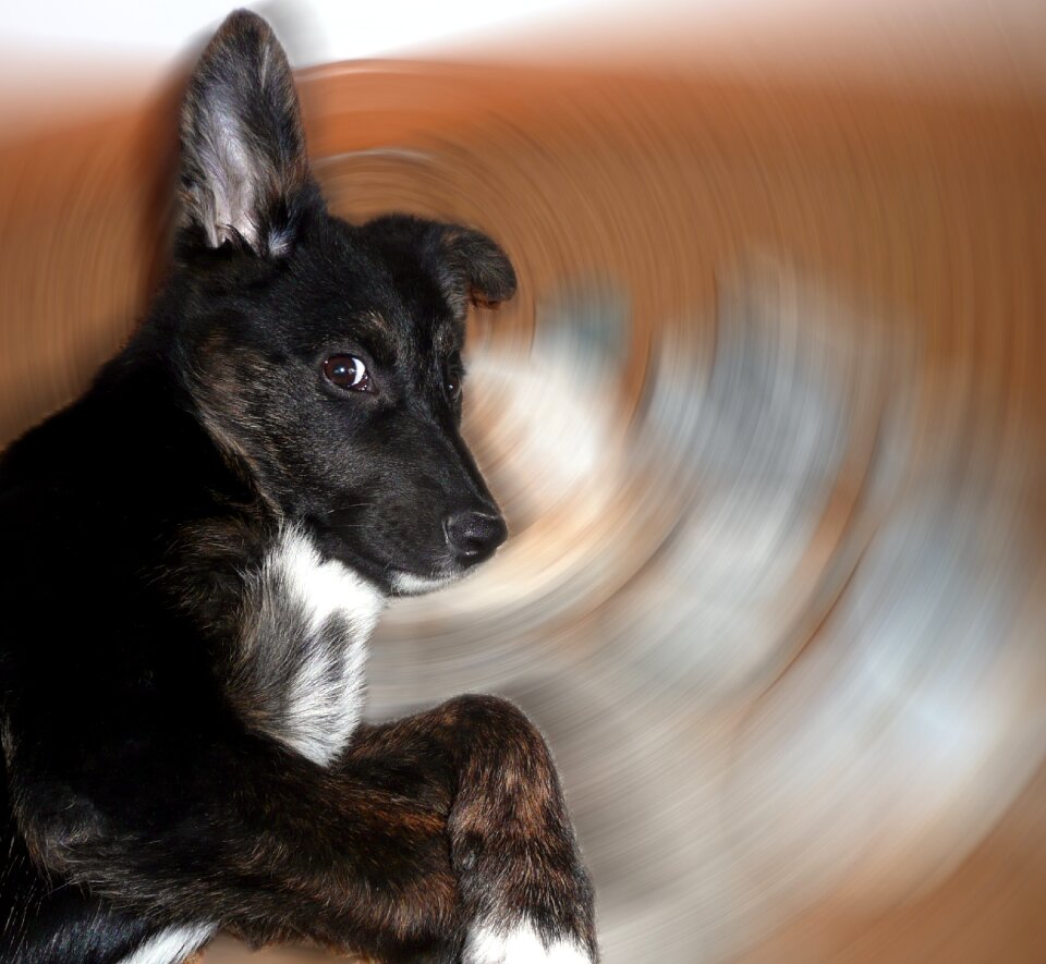 Puppy sly fox smart