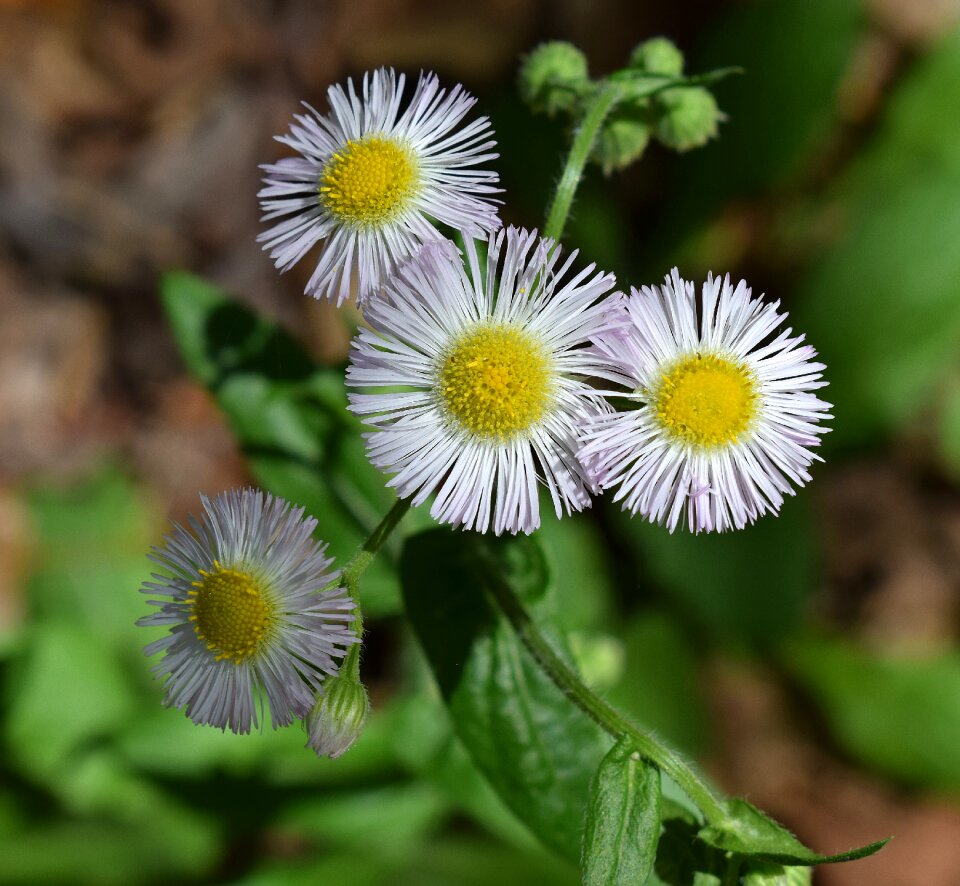 Flower blossom bloom photo