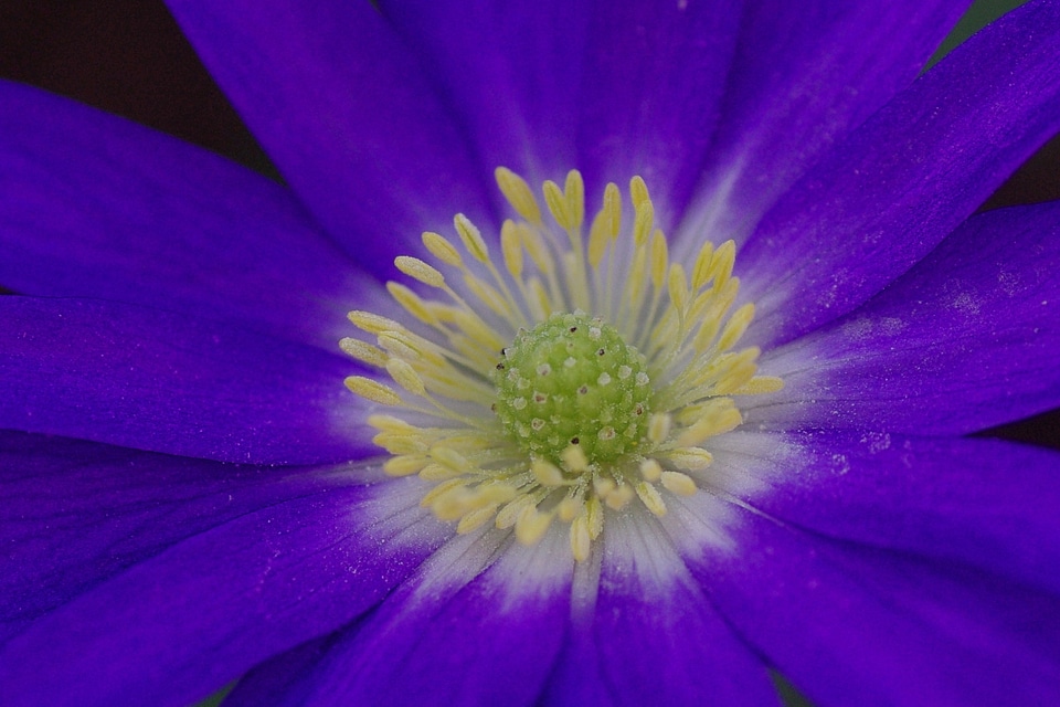 Flower blue spring