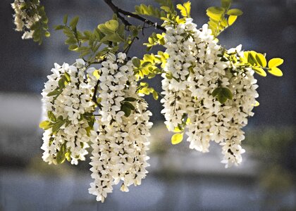 Nature tree branch
