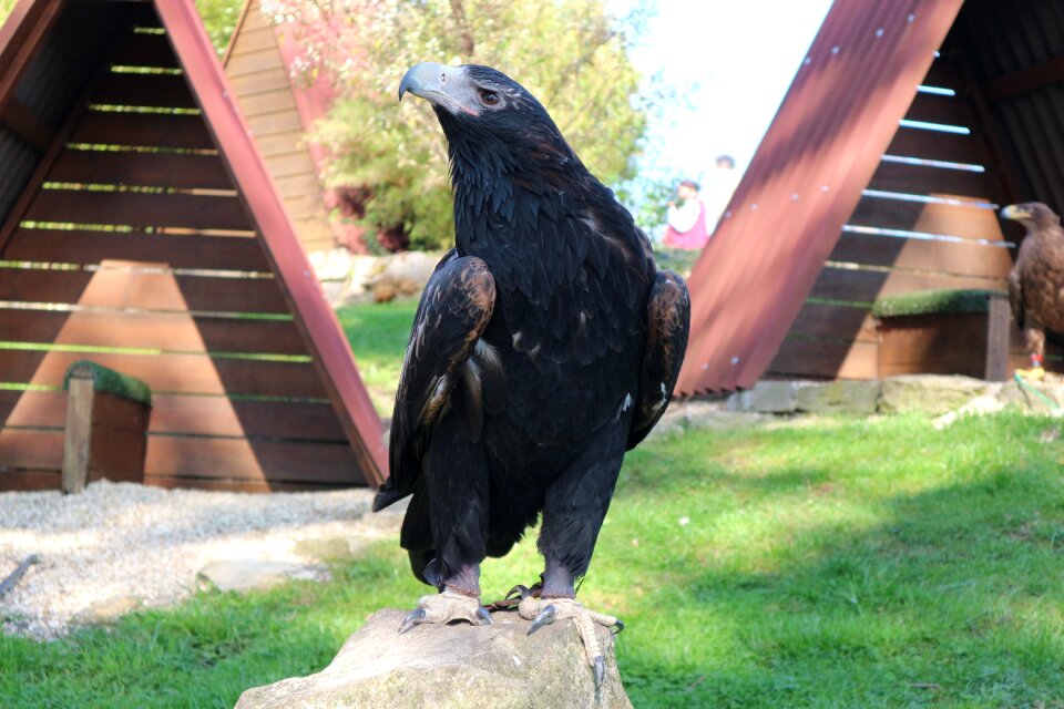 Bird bird of prey raptor
