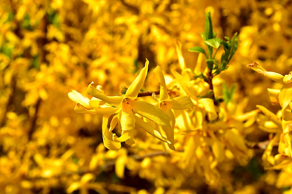 Golden bells farbenpracht blossom